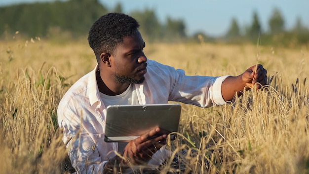 Agronom afroamerykański bada plantację dojrzałej pszenicy