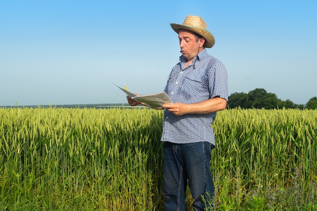 Agronom analizuje plan uprawy pszenicy w polu. Pomysł dbania o plantację dla dobrych zbiorów.