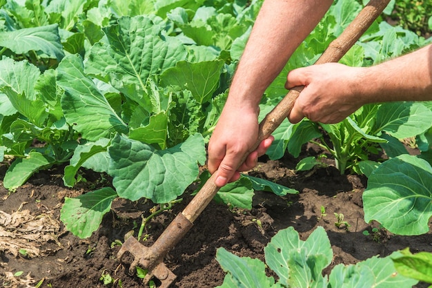 Agronom grabi ziemię wokół kapusty. Zbliżenie dłoni rolnika opiekującego się ogródkiem warzywnym