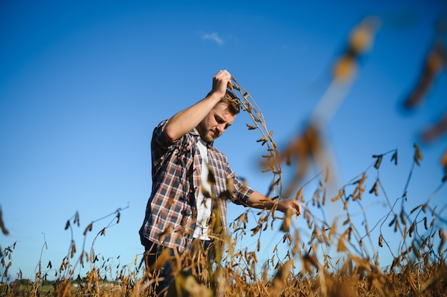 Agronom Kontrolujący Uprawy Soi Na Polu. Koncepcja Produkcji Rolnictwa. Młody Agronom Bada Uprawę Soi Na Polu W Lecie. Rolnik Na Polu Soi