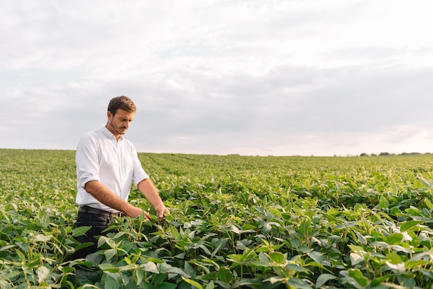 Agronom kontrolujący uprawy soi na polu. Koncepcja produkcji rolnictwa. młody agronom bada uprawę soi na polu w lecie. Rolnik na polu soi