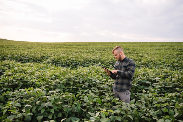 Agronom Kontrolujący Uprawy Soi Na Polu. Koncepcja Produkcji Rolnictwa. Młody Agronom Bada Uprawę Soi Na Polu W Lecie. Rolnik Na Polu Soi