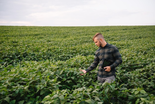 Agronom kontrolujący uprawy soi na polu. Koncepcja produkcji rolnictwa. młody agronom bada uprawę soi na polu w lecie. Rolnik na polu soi