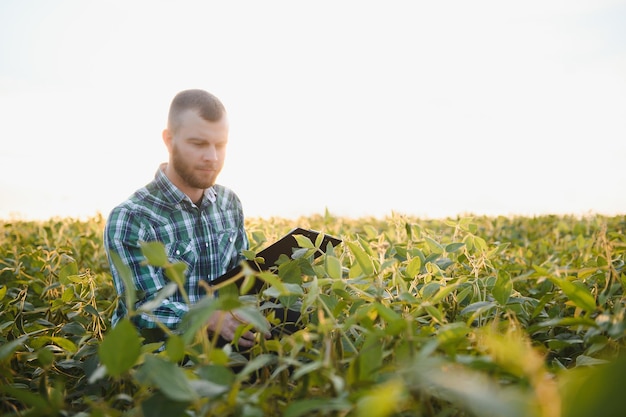 Agronom kontrolujący uprawy soi na polu