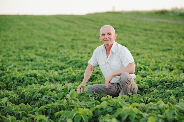 Agronom kontrolujący uprawy soi na polu