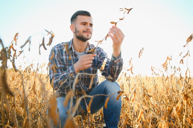 Agronom lub rolnik badający uprawę pola soi