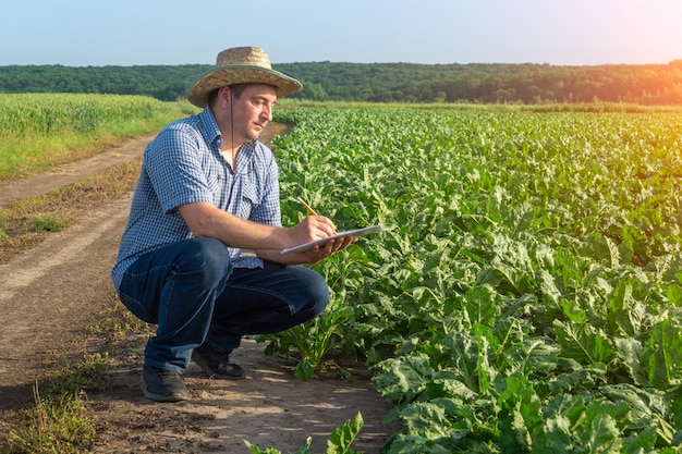 Agronom pisze plan uprawy buraków w polu. Pomysł dbania o plantację dla dobrych zbiorów.