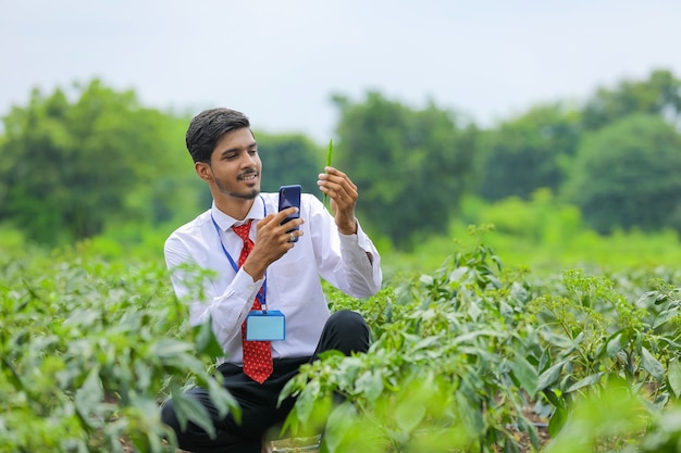 Agronom robi zdjęcie w inteligentny telefon w polu zielonej papryki chili