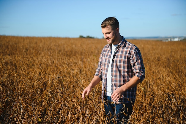 Agronom sprawdza uprawę soi w dziedzinie rolnictwa - koncepcja Agro - rolnik na plantacji soi w gospodarstwie.