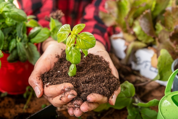 Agronom trzyma w rękach małą roślinę bazylii, która ma na celu pielęgnację i odrodzenie natury