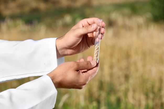 Agronom trzymający probówkę z ziarnami pszenicy w zbliżeniu pola Uprawa zbóż