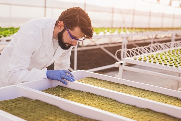 Agronom uprawiający rośliny w szklarni