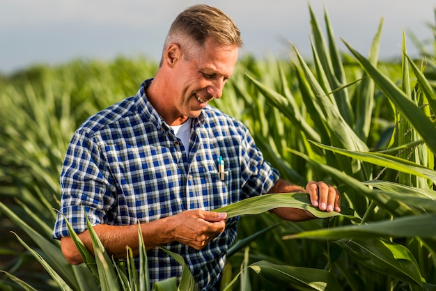 Zdjęcie agronom uważnie sprawdza liść kukurydzy