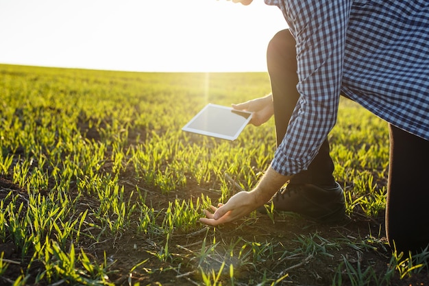 Zdjęcie agronom z tabletem dotyka zielonych kiełków pszenicy na polu i bada jakość nowej uprawy. farmer przesyła dane o postępie wzrostu z pola do bazy danych.