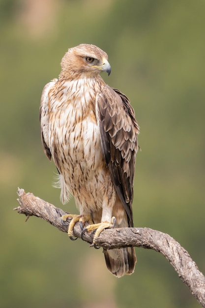 Aguila azor perdicera