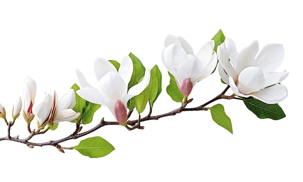 AI generatywne Piękne kwiaty magnolii na białym tle