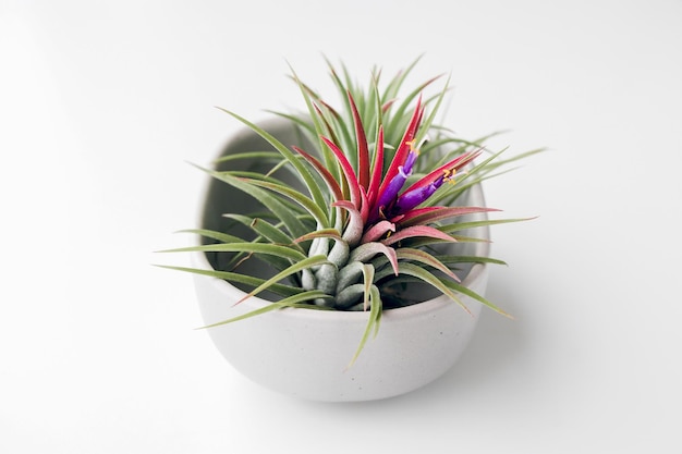 Air Plant