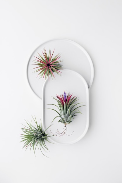 Air Plant