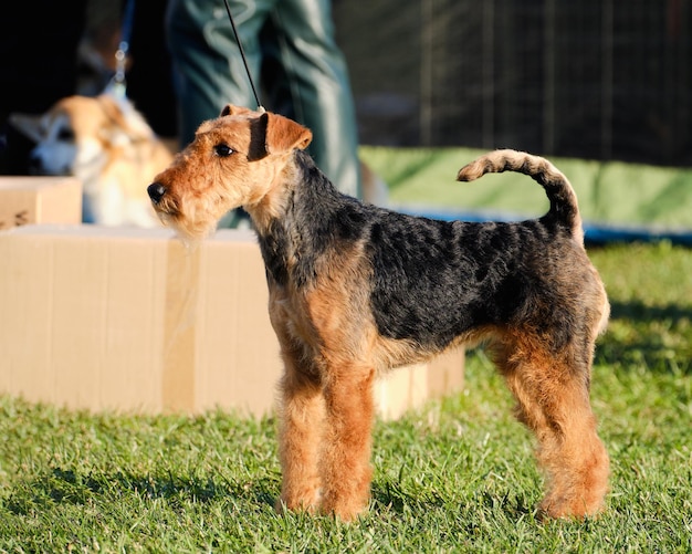 Airedale Terrier zbliżenie widok z boku na trawie