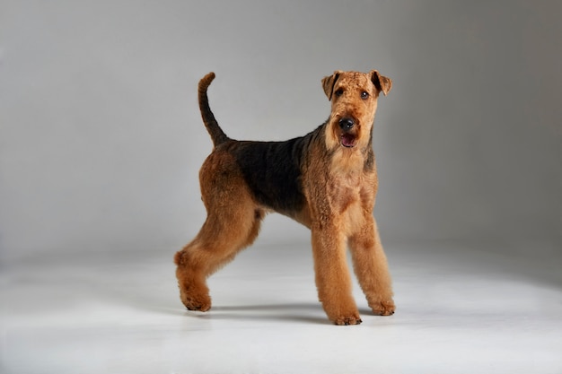 Airedale Terrier