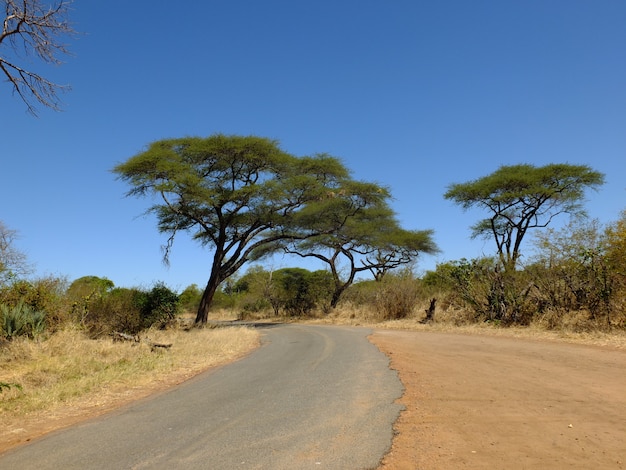 Akacja w Livingstone, Zimbabwe, Afryka