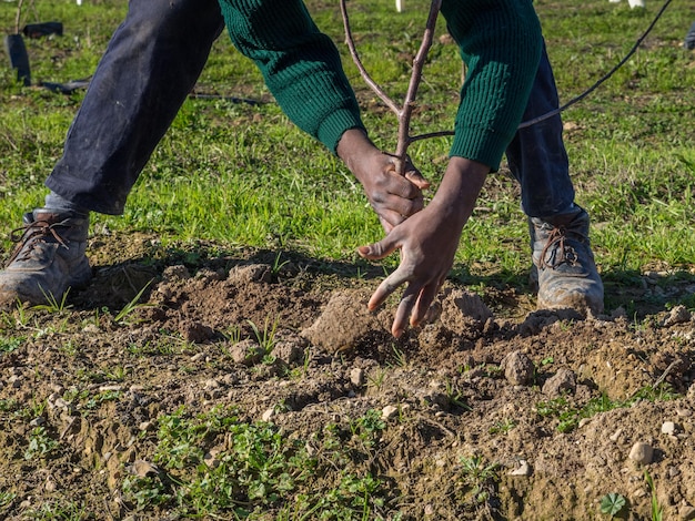 Akcja porównywania ziemi z rękami podczas sadzenia drzewa owocowego. Koncepcja rolnictwa.