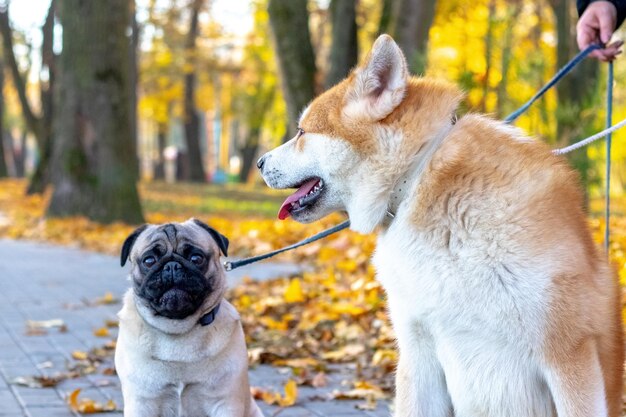 Akita i mops w jesiennym parku na spacer