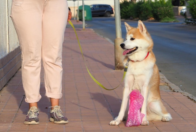 Akita Inu siedzi obok pełnej torby na psie odchody