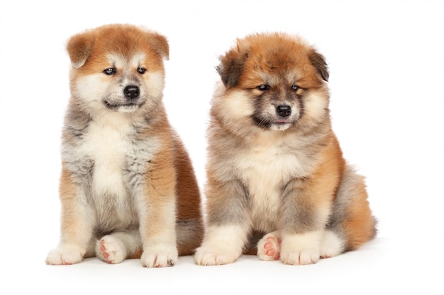 Akita Inu szczeniaka pies na bielu