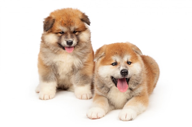 Akita Inu szczeniaka pies na bielu