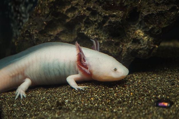 Aksolotl meksykańska chodząca ryba salamandra tygrysia salamandra Różowy albinos aksolotl w akwarium lokalny sklep zoologiczny lub sklep zoologiczny tryton białego koloru na dnie jeziora