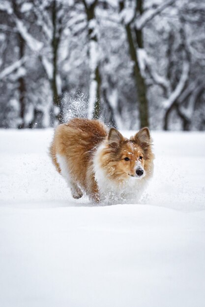 Aktywność psów sheltie na śniegu. Zabawa w parku zimowym.