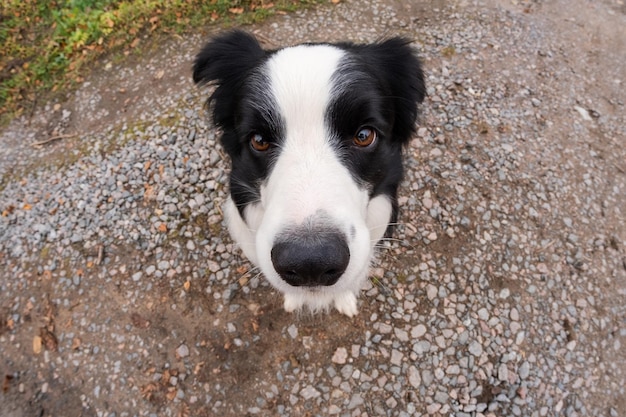 Aktywność zwierzaka Szczeniak pies rasy border collie spacerujący w parku na zewnątrz Pies z zabawną buzią siedzący na drodze w letni dzień Opieka nad zwierzętami i koncepcja życia śmieszne zwierzęta Zabawny pies emocjonalny