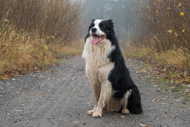 Zdjęcie aktywność zwierząt domowych śliczny szczeniak rasy border collie siedzi w jesiennym parku leśnym na zewnątrz pies na spacerze w mglisty jesienny dzień spacery z psami cześć jesienna koncepcja zimnej pogody