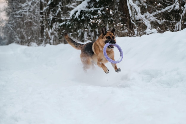 Aktywny i energiczny spacer z psem w parku zimowym Gry na świeżym powietrzu Czerwono-czarny owczarek niemiecki biegnie szybko po zaśnieżonej leśnej drodze z niebieską okrągłą zabawką w zębach