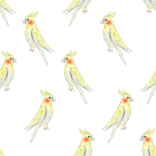 Akwarel korella żółta papuga bezszwowy wzór na białym