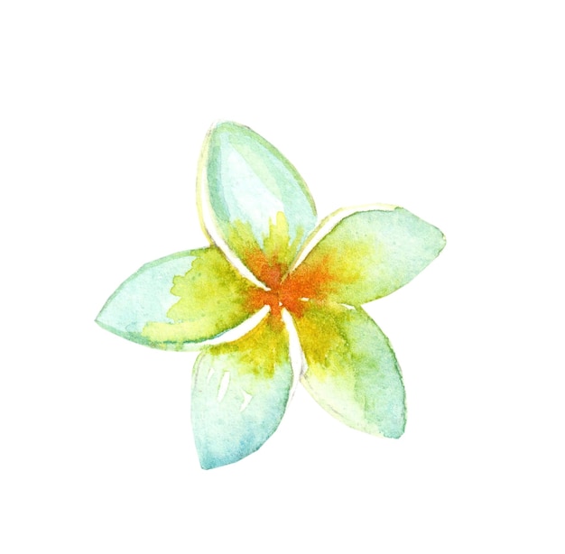 Akwarel kwiat Plumeria izolowany