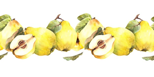 Akwarel ręcznie malowany bezszwowy wzór krawędzi żółty soczyste quince całe i cięte owoce z gałęzią