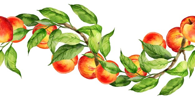 Zdjęcie akwarela bezszwodowa granica z ilustracją letnich owoców brzoskwini lub moreli nektaryn na gałęziach z zielonymi liśćmi szkic słodkich potraw izolowany na białym tle