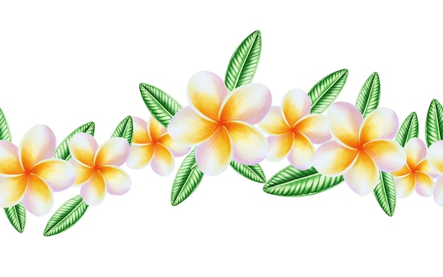 Akwarela bezszwowe granica realistyczna tropikalna ilustracja kwiatów plumeria z liśćmi na białym tle