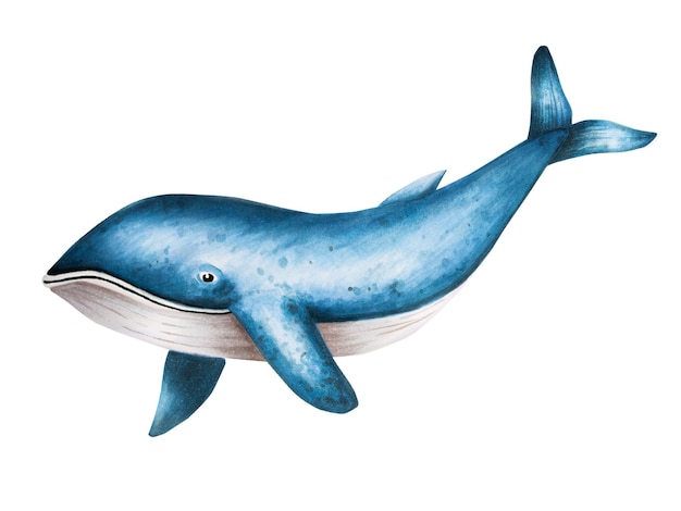 Akwarela błękitny wieloryb odizolowywający na białym tle Ręka maluje realistyczną Arktykę i