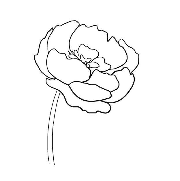 Zdjęcie akwarela czarny kontur piwonia element ilustracji kwiat