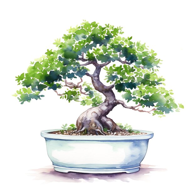 Akwarela drzewa bonsai