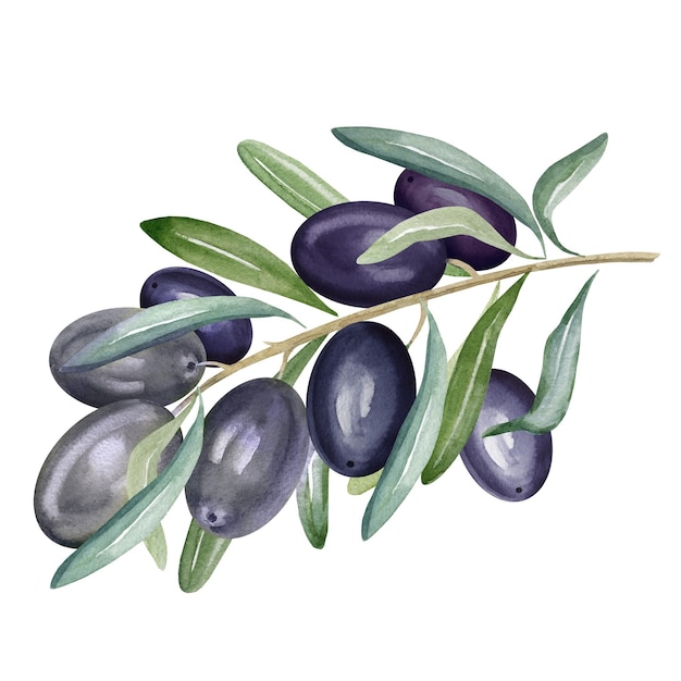 Akwarela gałąź czarnych oliwek z liśćmi i owocami ręcznie rysowana ilustracja oliwek na białym tle o