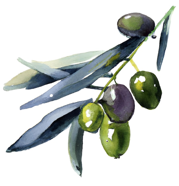 Akwarela gałązka oliwna z oliwkami