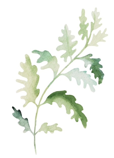 Zdjęcie akwarela gałązki paprocie z zielonymi liśćmi izolowana ilustracja element botaniczny ślubu