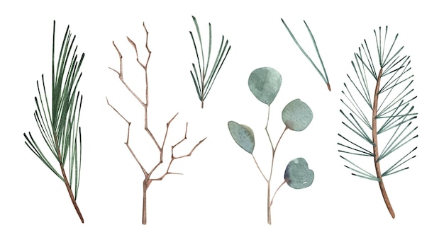 Akwarela gałęzie z jagodami i liśćmi drzew iglastych eukaliptus Ręcznie rysowana zieleń