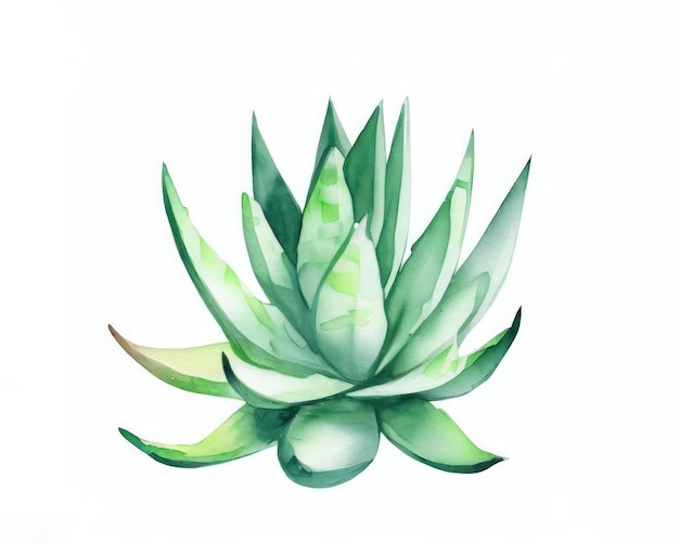 Akwarela handdrawn zielony soczysty Aloe Vera roślina na białym tle