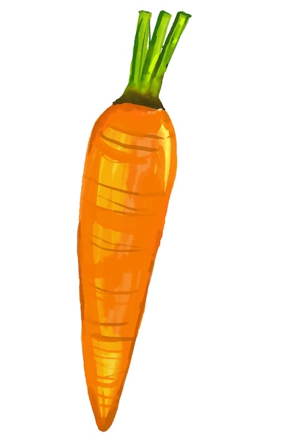 Akwarela i rysunek świeżej marchwi na białym tle Cyfrowy obraz ilustracji owoców i warzyw Regional Foods Concept