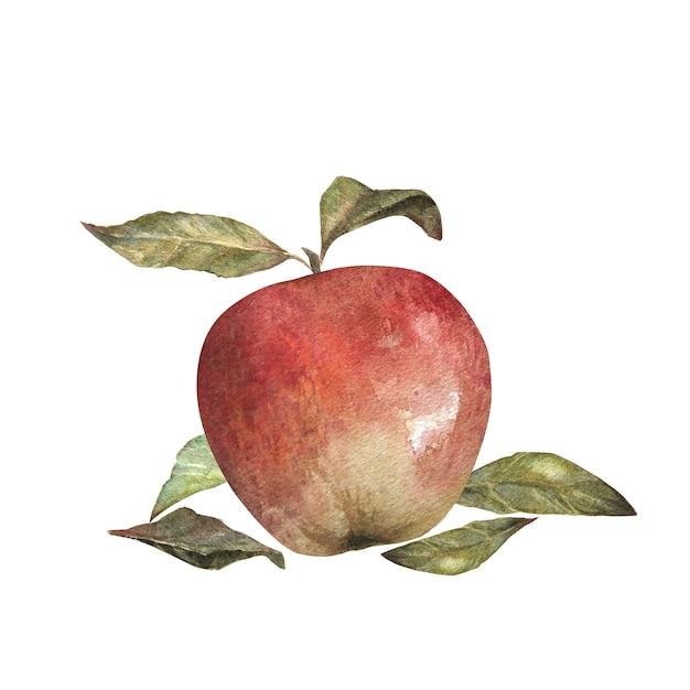 Akwarela ilustracja czerwonego apetycznego jabłka z liśćmi na białym tle